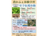 里芋収穫体験 募集案内