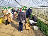 「いちご狩り、野菜体験＆絵手紙体験」の様子