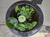 「メダカ」と「金魚」を見に来ませんか？小さな可愛い「メダカの赤ちゃん」誕生！